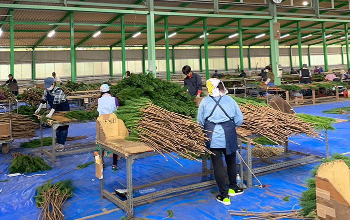 若松の選別作業